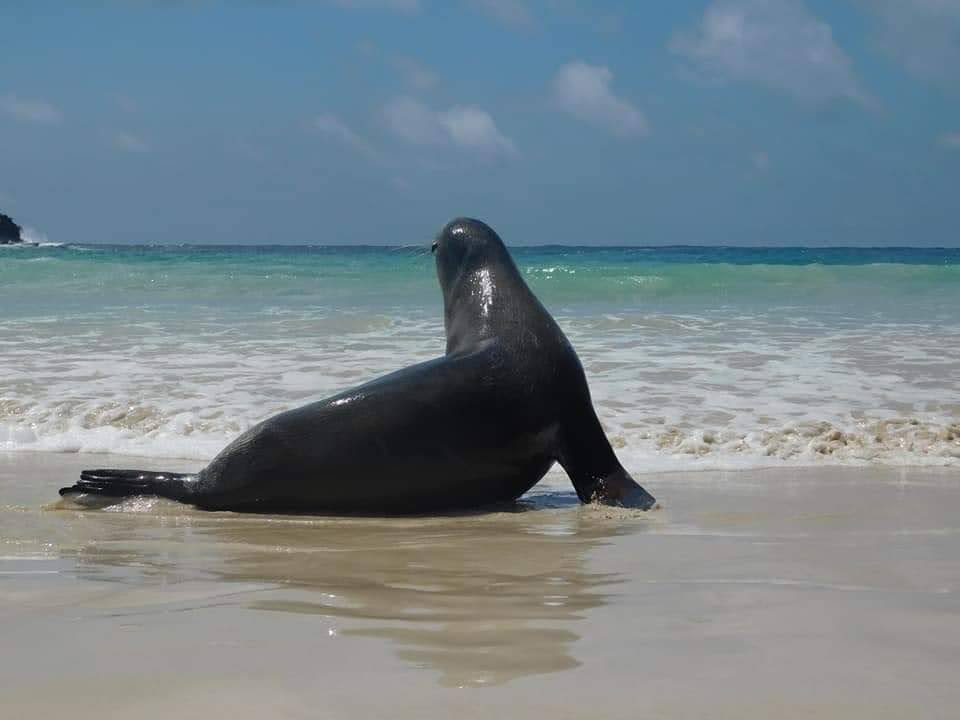 Foto Galápagos #1