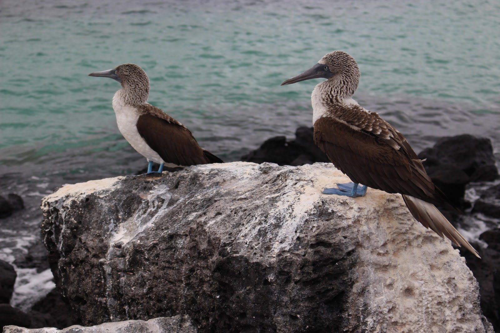 Foto Galápagos #2