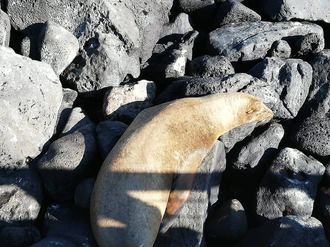 Foto Galápagos #4